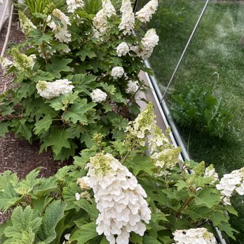 Lincoln Children's Zoo - Beautiful type of hydrangeas - Amusement Parks Near Me - Lincoln, Nebraska