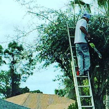 Olive Branch Tree Care - Olive Branch Tree Care - Tree Services Near Me