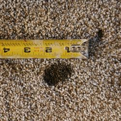 Dave's Carpet Repair - Burn damage detail