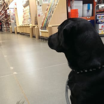 The Home Depot - Shadow's picking out some paint chips - Hardware Stores Near Me - Seattle, Washington The Home Depot - Shadow's picking out some paint chips - Hardware Stores Near Me - Seattle, Washington