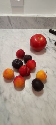 79th Street Greenmarket by null