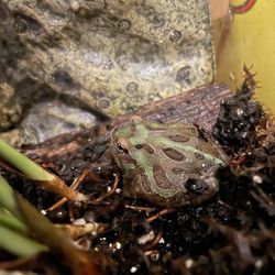 Seven Wonders Exotic Pets - Blue samurai Pac-Man frog