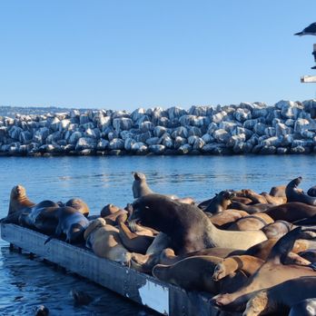 Glass Bottom Boat - Sea lions - Boating Near Me - Redondo Beach, California