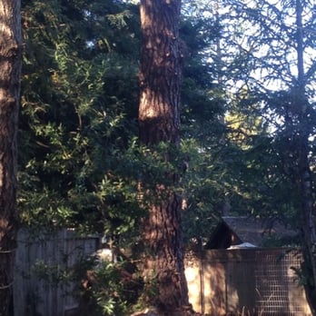 TreePro Professional Tree Care - 4-Monterey Pine - Tree Services Near Me