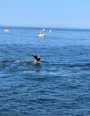 Hyannis Whale Watcher Cruises by null