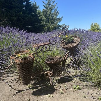 Jardin Du Soleil Lavender - Venues & Event Spaces Near Me - Sequim, Washington