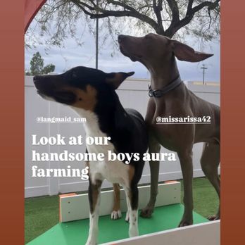 Bratpak Dog Kamp - Instagram photos during the day - Pet Training Near Me - Henderson, Nevada