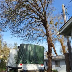 Toloza Tree Service