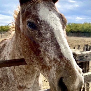 Double R Guest Ranch - A beautiful animal - Horseback Riding Near Me - Elgin, Arizona