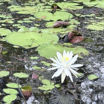 Cypress Gardens - Parks Near Me - Moncks Corner, South Carolina