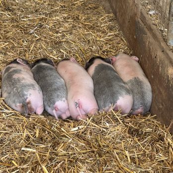 SoCalMiniPigs - Pet Breeders Near Me - Valley Center, California SoCalMiniPigs - Pet Breeders Near Me - Valley Center, California