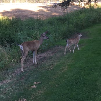 Ancil Hoffman Park - Dears chillin on the golf course. - Parks Near Me - Carmichael, California