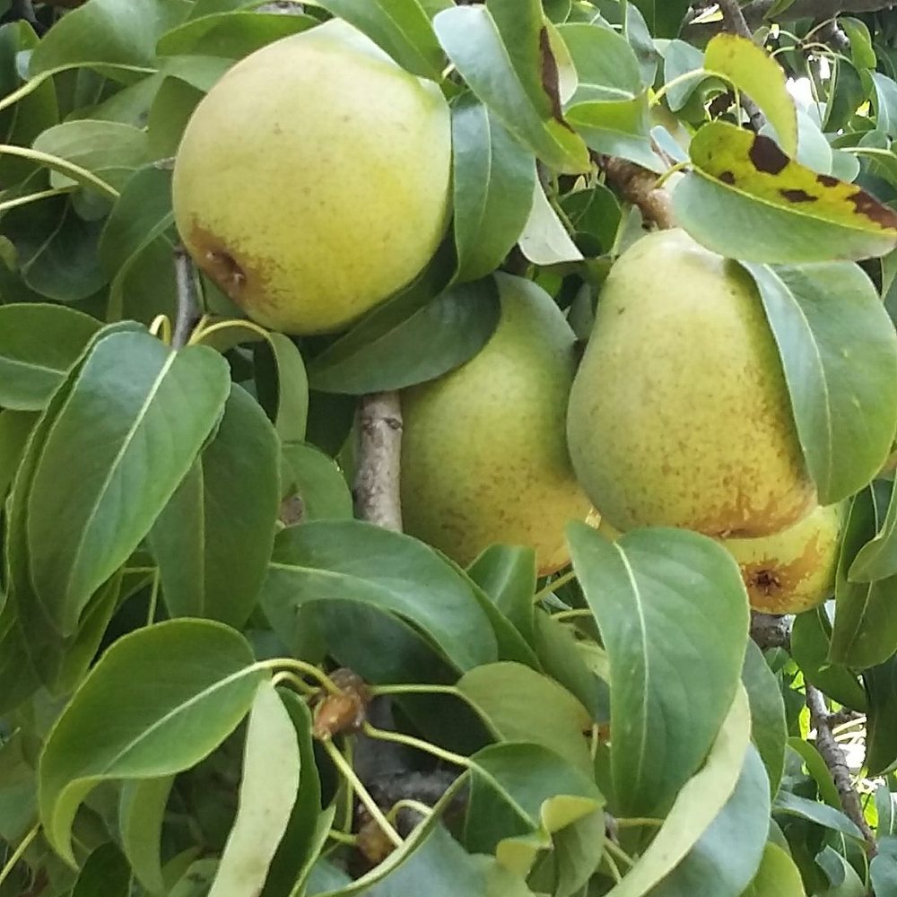 Apple Starr Orchards - CLOSED - Delicious pears - Pick Your Own Farms Near Me - Julian, California Apple Starr Orchards - CLOSED - Delicious pears - Pick Your Own Farms Near Me - Julian, California