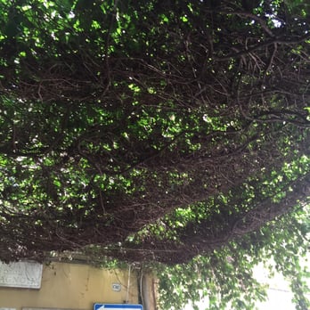 Il Bacaro - Ivy canopy - Italian Near Me - Rome, RM Il Bacaro - Ivy canopy - Italian Near Me - Rome, RM