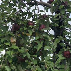 Blue Hills Orchard - Macon Apple tree