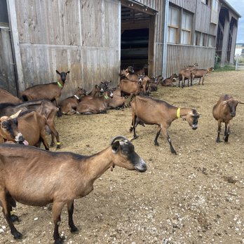 Paris Wine Day Tours - Goat farm - Wine Tours Near Me - Paris, 75