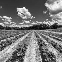 Holmestead Farms - Rows of strawberries