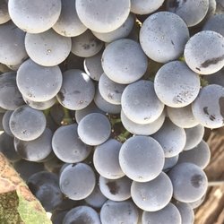 Prosser Wine Excursions and Transportation Services