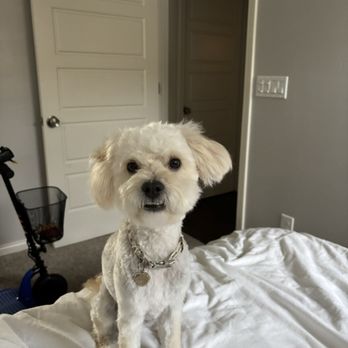 Pristine Paws - Pet Groomers Near Me - San Luis Obispo, California