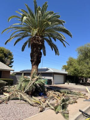 🌴 Services We Provide - We’re your one-stop solution for tree care, hardscape, and turf services—residential or commercial!
Our services include:
🌳 Tree Services
Tree trimming & pruning
Tree removals
Palm tree care
Emergency/storm cleanup
🧱 Hardscape Services
Paver patios & walkways
Retaining walls
Fire pits & seating areas
Custom landscape features
🌿 Turf & Yard Solutions
Artificial turf installation
Landscape design
Yard cleanups
Property maintenance
We’re here to make your outdoor space safer, cleaner, and more beautiful—with results you can count on. 💯 🌴 Services We Provide - We’re your one-stop solution for tree care, hardscape, and turf services—residential or commercial!
Our services include:
🌳 Tree Services
Tree trimming & pruning
Tree removals
Palm tree care
Emergency/storm cleanup
🧱 Hardscape Services
Paver patios & walkways
Retaining walls
Fire pits & seating areas
Custom landscape features
🌿 Turf & Yard Solutions
Artificial turf installation
Landscape design
Yard cleanups
Property maintenance
We’re here to make your outdoor space safer, cleaner, and more beautiful—with results you can count on. 💯