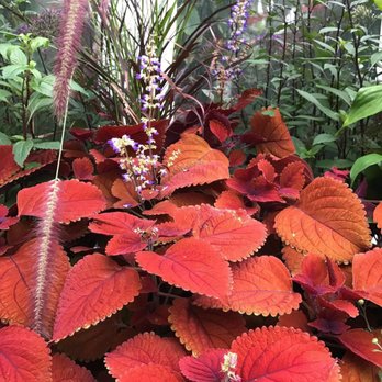 Volunteer Park Conservatory - Parks Near Me - Seattle, Washington Volunteer Park Conservatory - Parks Near Me - Seattle, Washington