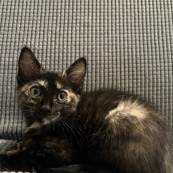 Waggytail Rescue - My current foster: Dahlia! - Pet Adoption Near Me
