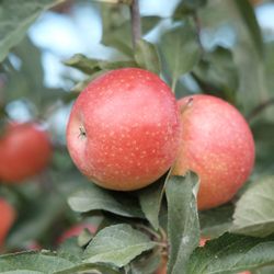 Corey Lake Orchards - Beautiful