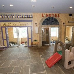 CHATEAU DES PAWS - The lobby and boarding area at Chateau des Paws. Adorable and clean as a whistle!