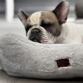 Veterinary Emergency Group - Emergency Pet Hospital Near Me - Las Vegas, Nevada Veterinary Emergency Group - Emergency Pet Hospital Near Me - Las Vegas, Nevada