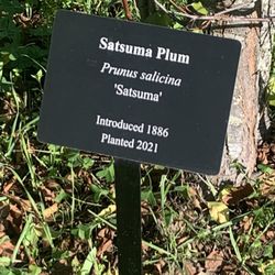 Luther Burbank's Gold Ridge Experiment Farm - So many interesting varieties