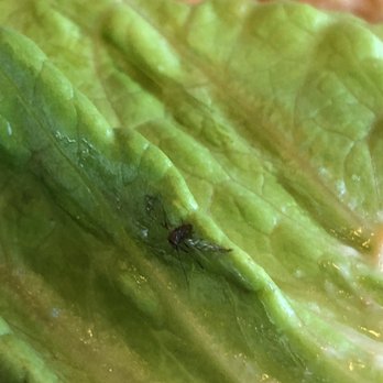 Panera Bread - Restaurant serves bugs in their sandwiches! - Sandwiches Near Me - Palmdale, California Panera Bread - Restaurant serves bugs in their sandwiches! - Sandwiches Near Me - Palmdale, California