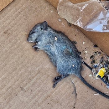 Compass Self Storage - Dead rat - Self Storage Near Me - Conyers, Georgia