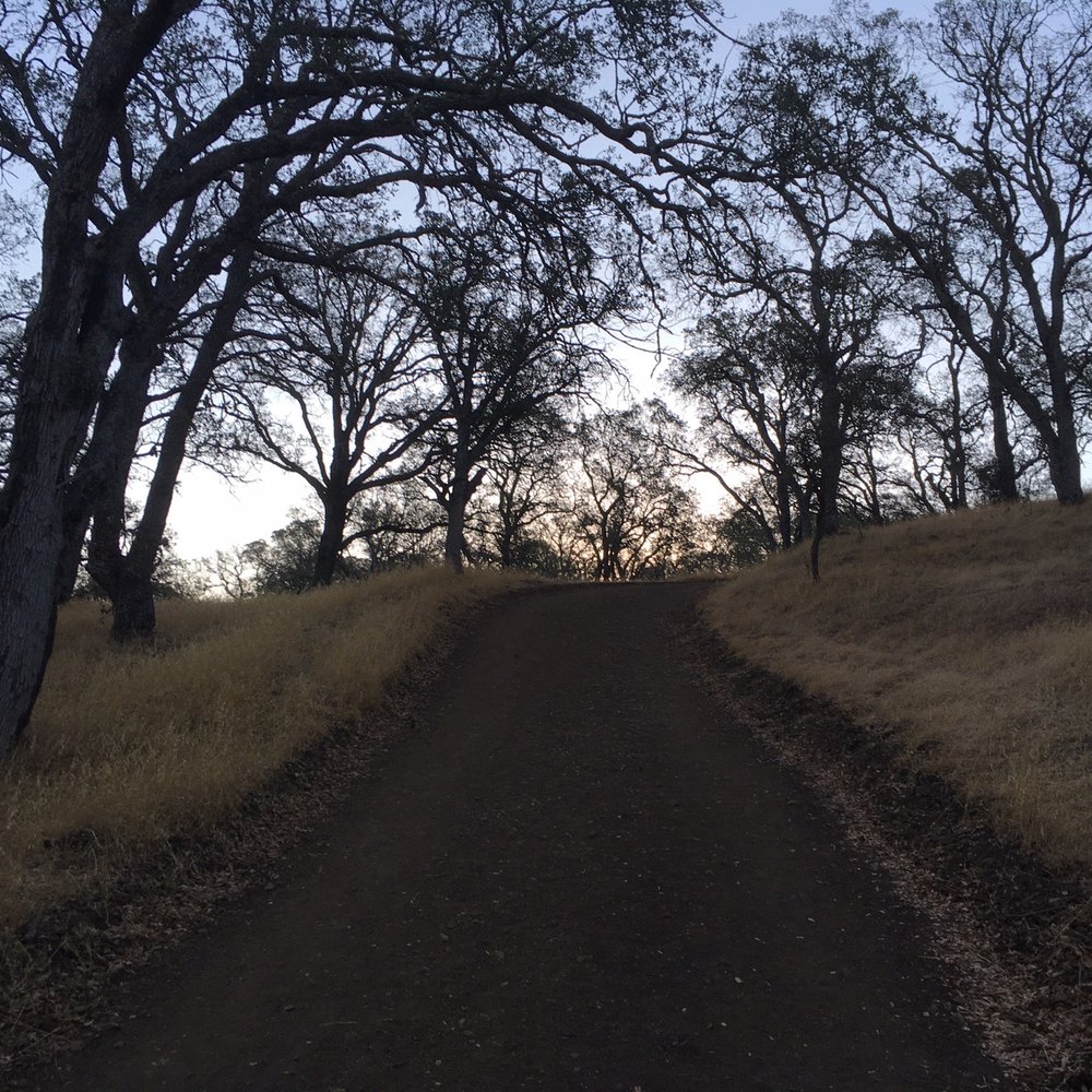Mount Diablo State Park - Walking through the oaks at dawn - Parks Near Me - Clayton, California