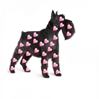 Myrtle Avenue Pet Center - Love dogs! - Pet Sitting Near Me - Eureka, California Myrtle Avenue Pet Center - Love dogs! - Pet Sitting Near Me - Eureka, California