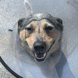 Peanut the Blue Heeler Peanut the Blue Heeler