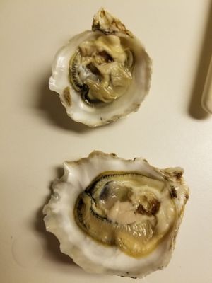 Oregon Oyster Farms by null