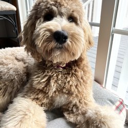 The Grooming Post
