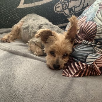 UF Pet Emergency Treatment Services - 12 year old Cherry - Veterinarians Near Me - Ocala, Florida UF Pet Emergency Treatment Services - 12 year old Cherry - Veterinarians Near Me - Ocala, Florida