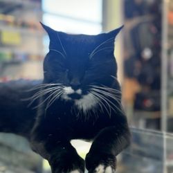 Northern Lights 11 - Mr. Binx aka employee of the month