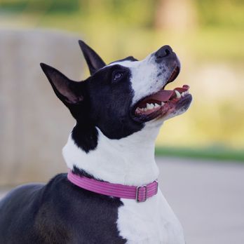 Wishbone Canine Services - Wishbone! - Pet Training Near Me Wishbone Canine Services - Wishbone! - Pet Training Near Me