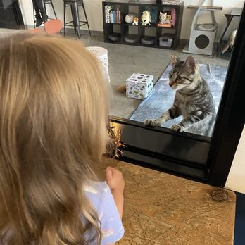 Cat & Craft - Coffee & Tea Near Me - Vista, California Cat & Craft - Coffee & Tea Near Me - Vista, California