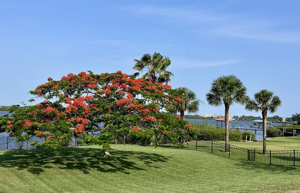 American Dream Landscape & Estate Management - tree service in Orlando, FL