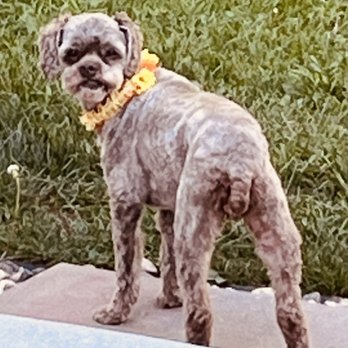 Groomer Has It - Rita, age 11 after her first groom. - Pet Groomers Near Me - Oshkosh, Wisconsin