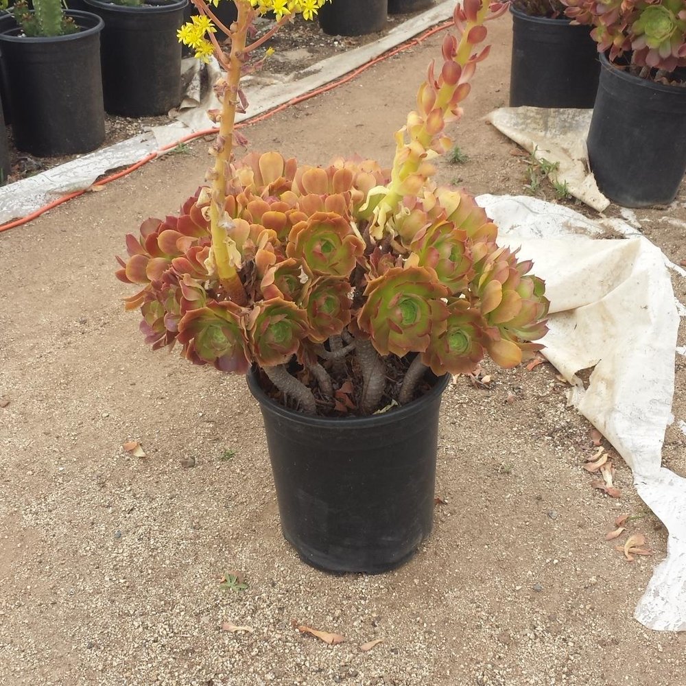 Rojas Succulents and Cacti - Signs of a healthy plant! - Nurseries & Gardening Near Me - Fallbrook, California Rojas Succulents and Cacti - Signs of a healthy plant! - Nurseries & Gardening Near Me - Fallbrook, California