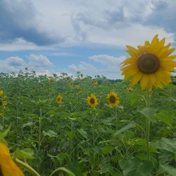 Mick Farms - Sunflowers