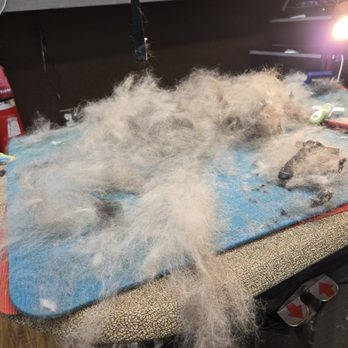 Snohomish Dog Spaw - Fur!!! From Beau - who knew there were 2 dogs in him!!! - Pet Groomers Near Me - Snohomish, Washington