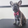 So Posh Pet Salon
