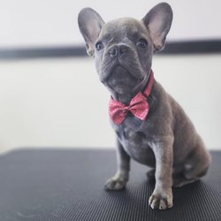 So Posh Pet Salon