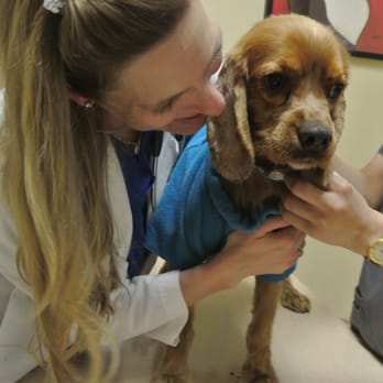 Simi Valley Animal Hospital - Dr. Stirewalt makes every pet feel like they are special with her thorough head-to-toe exam. - Veterinarians Near Me - Simi Valley, California Simi Valley Animal Hospital - Dr. Stirewalt makes every pet feel like they are special with her thorough head-to-toe exam. - Veterinarians Near Me - Simi Valley, California