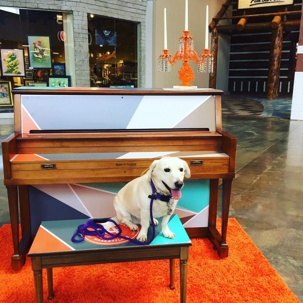 Orlando Dog Wizard Image